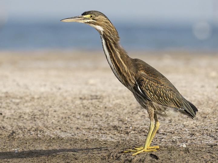 Little Heron
