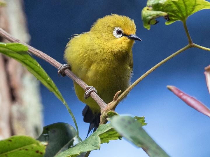 Green White-eye