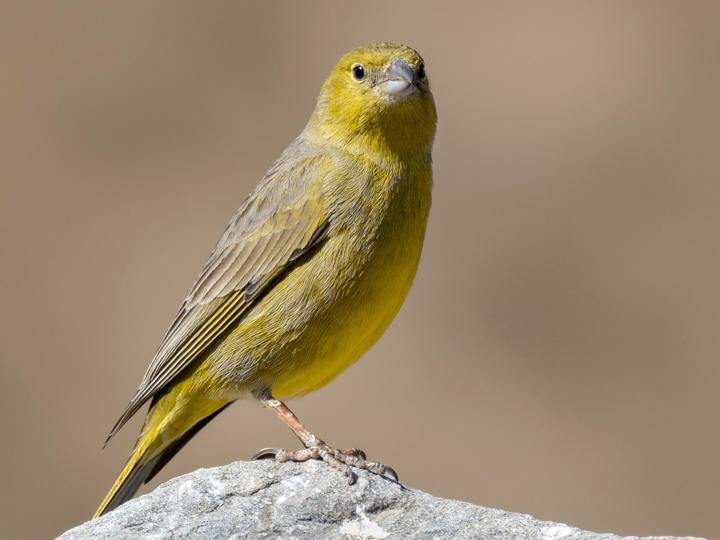 Greenish Yellow Finch