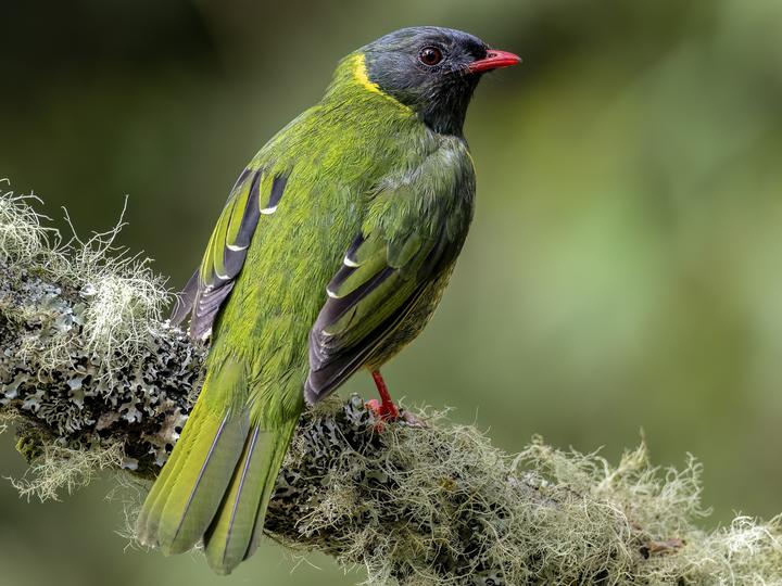 Green-and-black Fruiteater