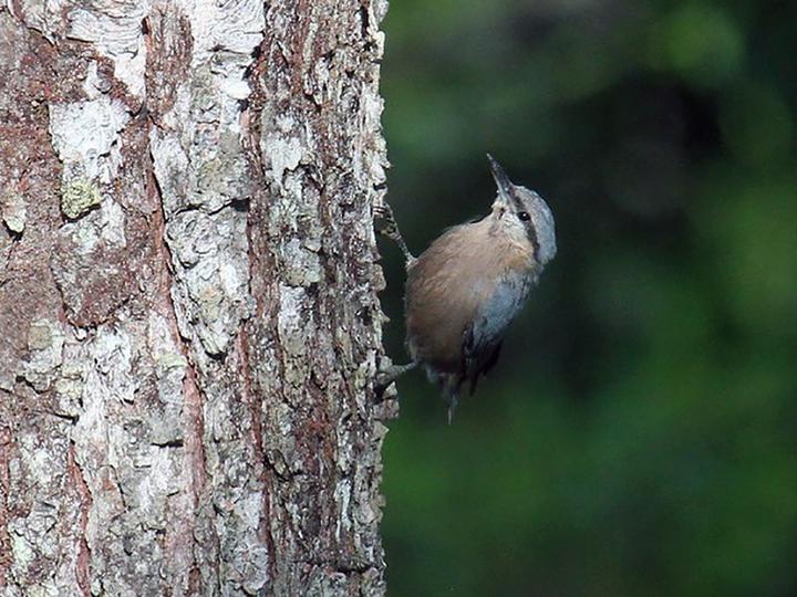 Burmese Nuthatch