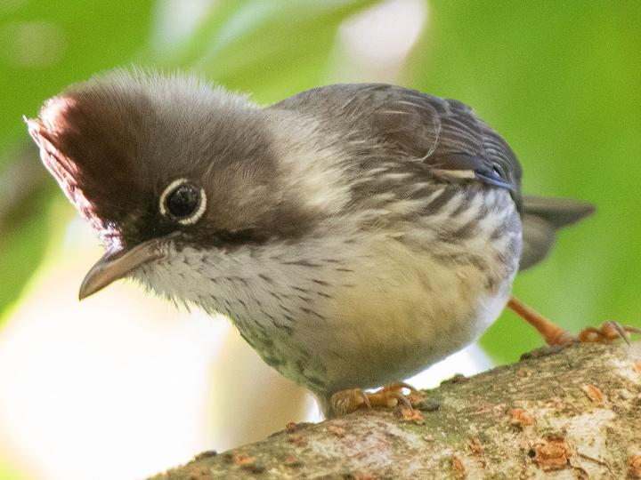 Burmese Yuhina