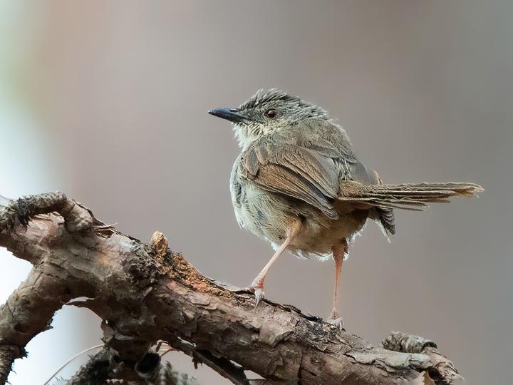 Burmese Prinia
