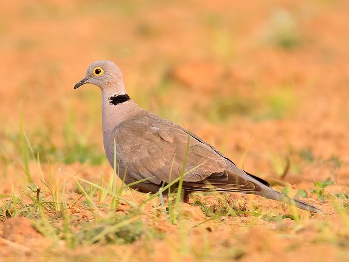 Burmese Collared Dove