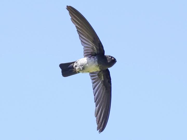 Satin Swiftlet