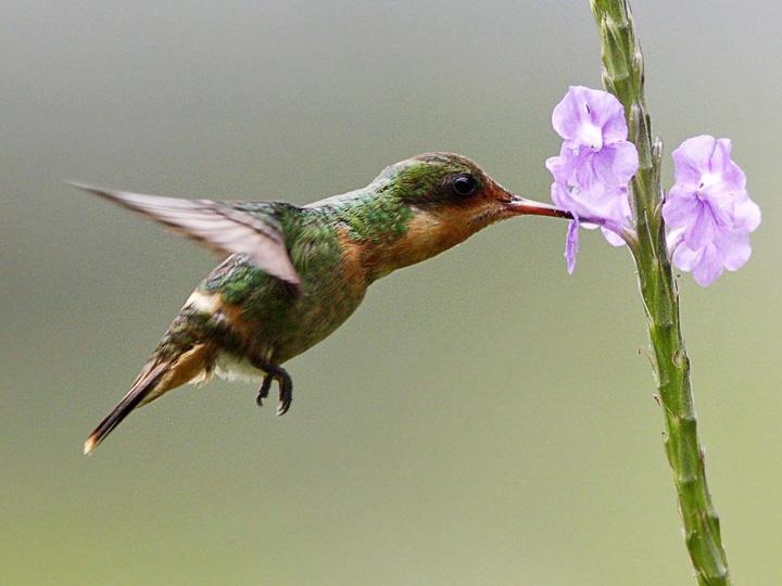 Tufted Coquette