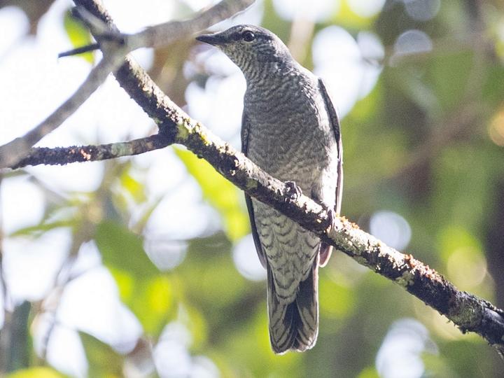 Lesser Cuckooshrike