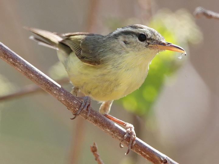Rote Leaf Warbler