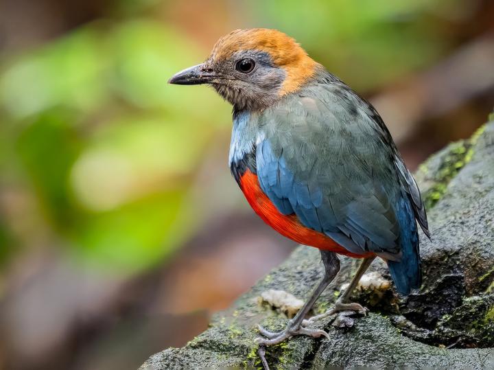Louisiade Pitta