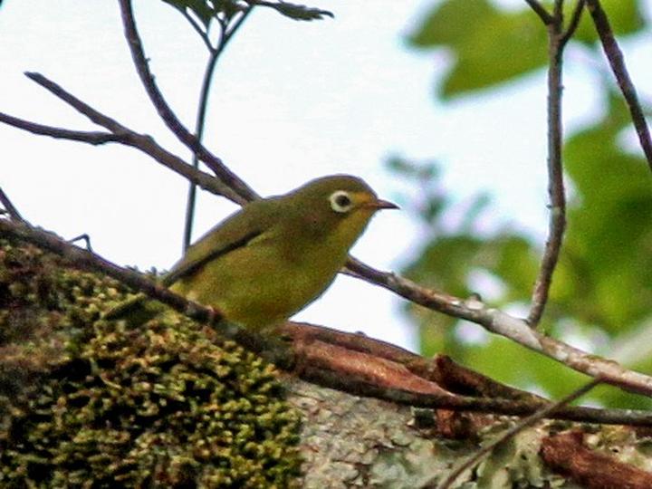 Rota White-eye