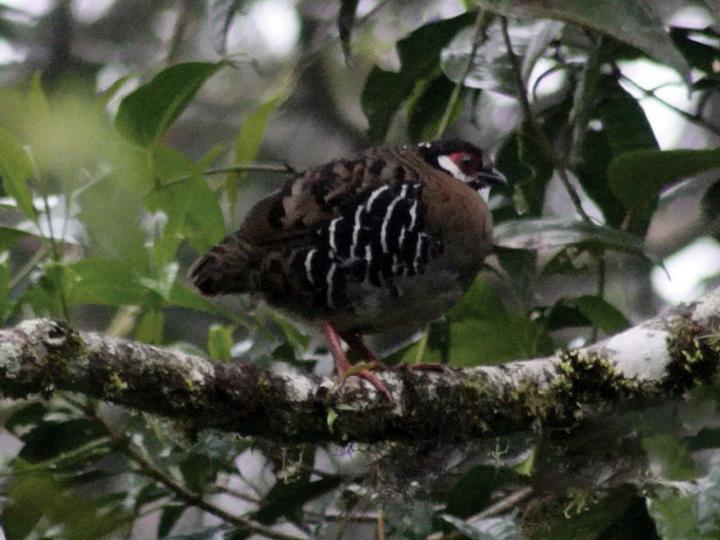 Roll's Partridge
