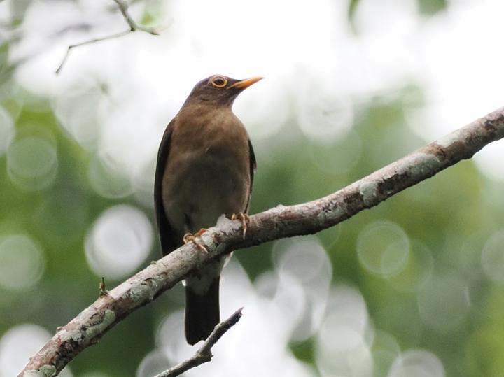 Lawrence's Thrush