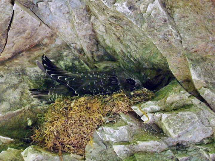Rothschild's Swift