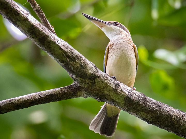 Melanesian Kingfisher