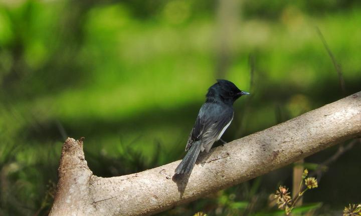 Melanesian Flycatcher