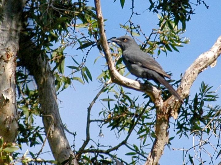 South Melanesian Cuckooshrike