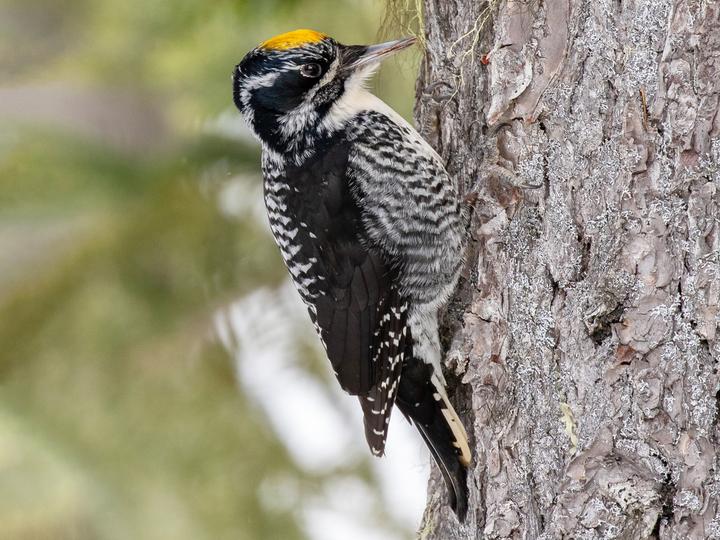 American Three-toed Woodpecker