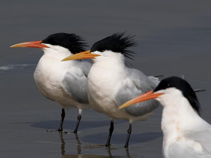 Elegant Tern