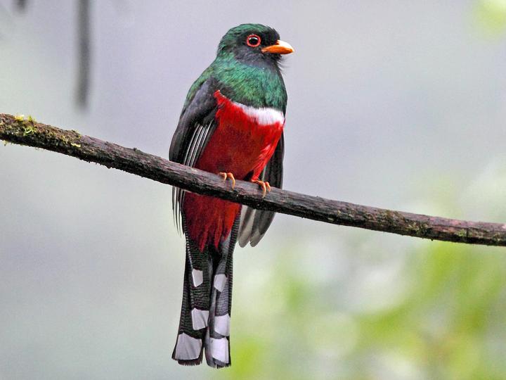 Masked Trogon
