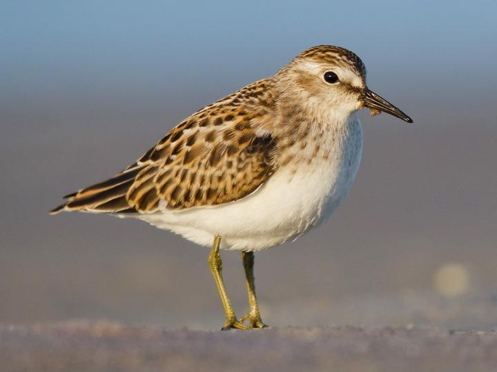 Least Sandpiper
