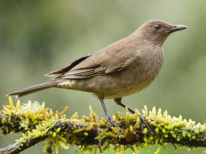 Mountain Thrush