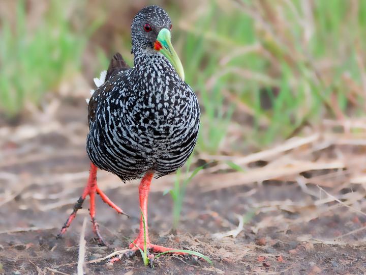 Spotted Rail