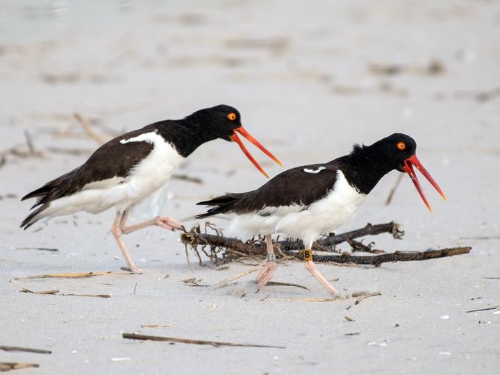 American Oystercatcher