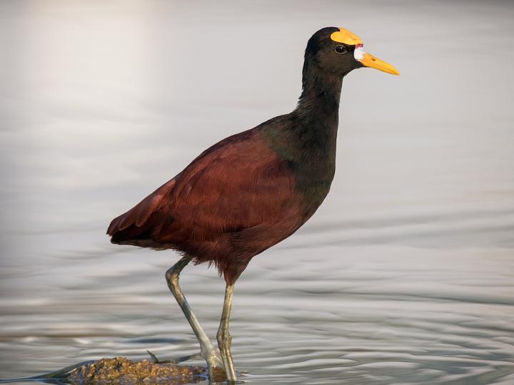 Northern Jacana