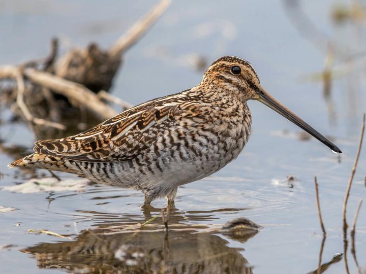 Wilson's Snipe