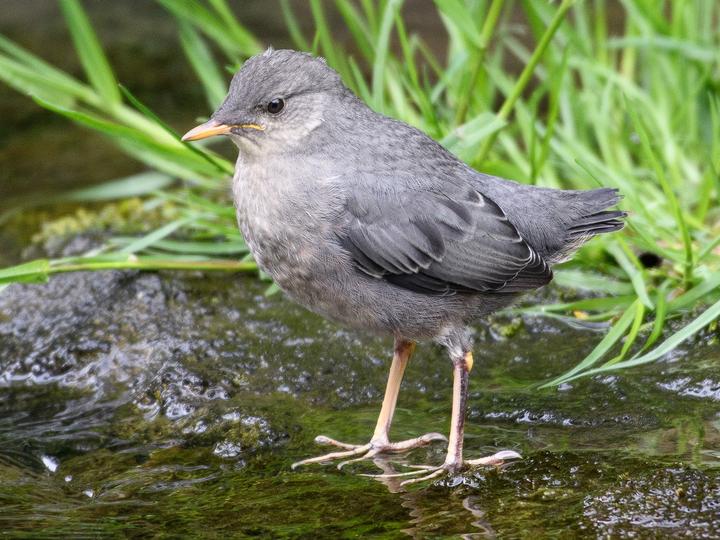 American Dipper