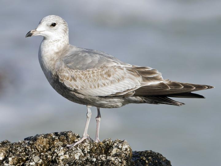 Short-billed Gull