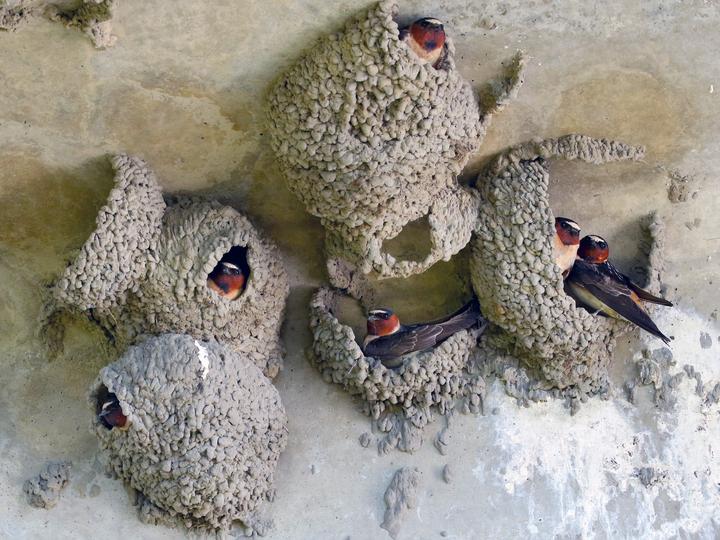 American Cliff Swallow