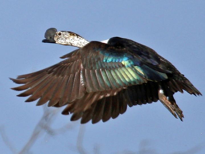Comb Duck