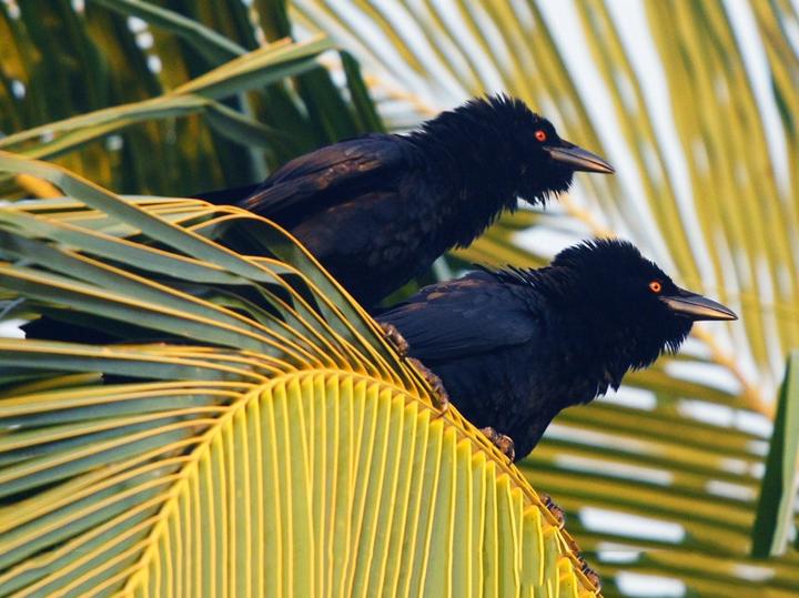 White-necked Crow
