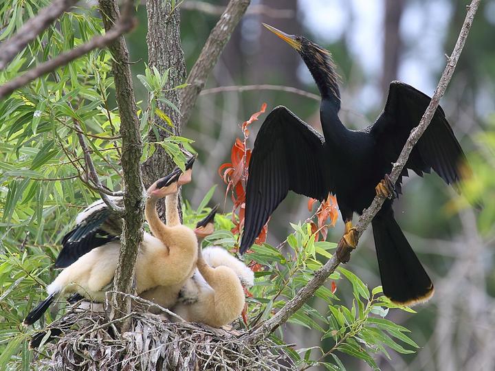 Anhinga