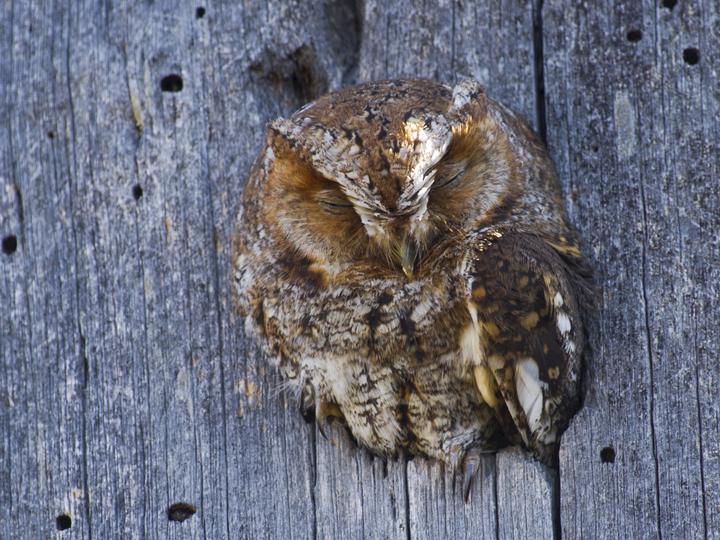 Flammulated Owl