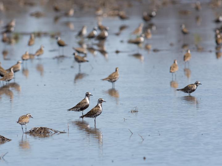 American Golden Plover