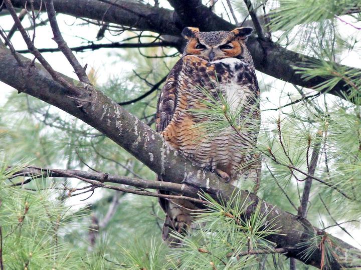 Great Horned Owl
