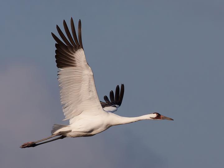 Whooping Crane