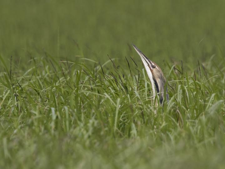 美洲麻鳽