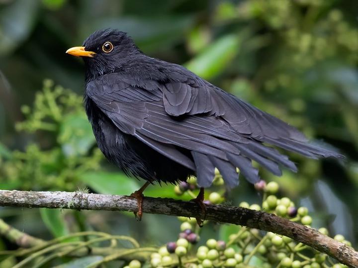 Black Thrush