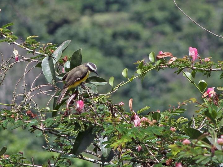 Social Flycatcher