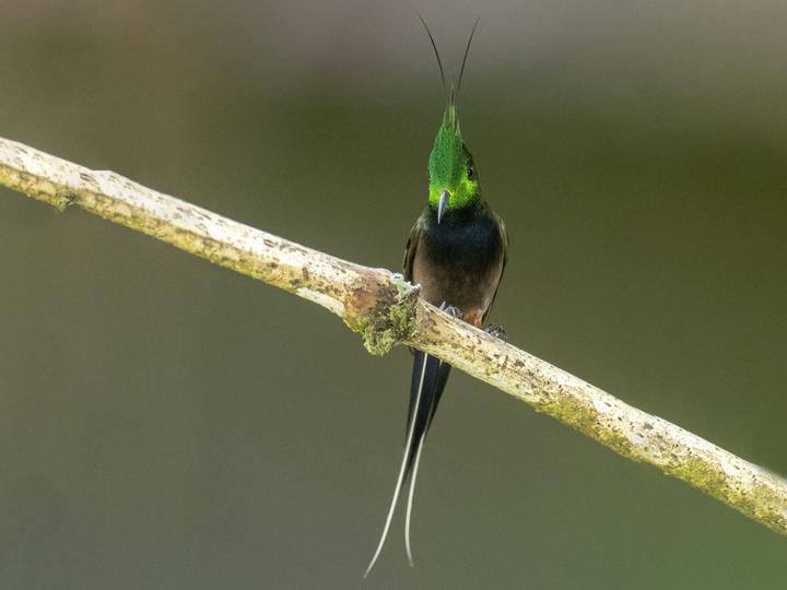 翎冠刺尾蜂鸟