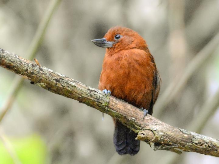 Recurve-billed Bushbird