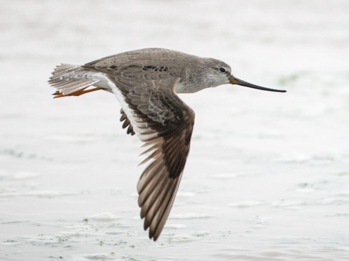 Terek Sandpiper