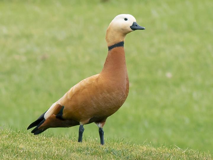 Common Shelduck