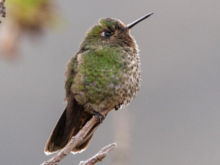 Viridian Metaltail