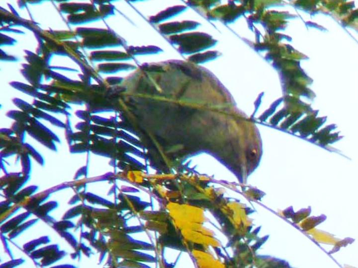Viridian Dacnis