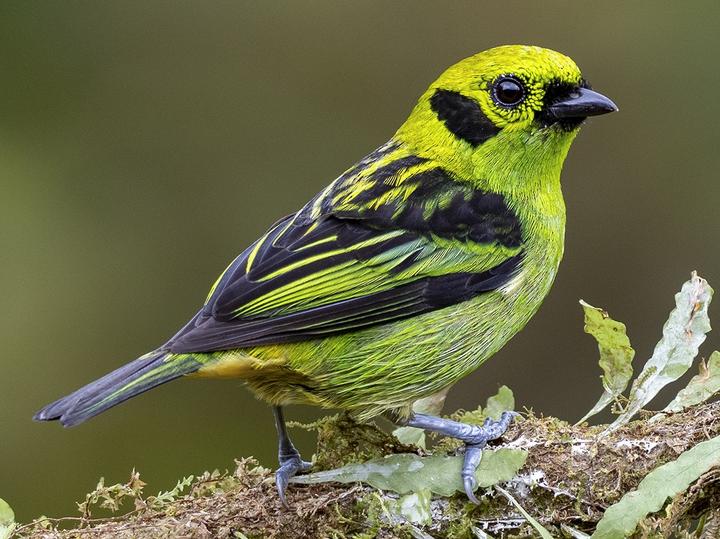 Emerald Tanager