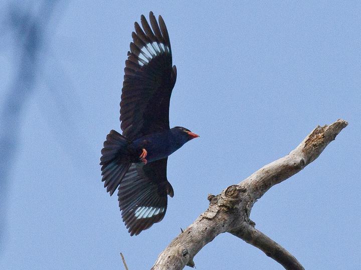 Azure Dollarbird